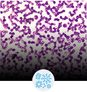 Germs